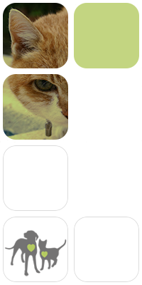 ECG Veterinaria fotomontaje