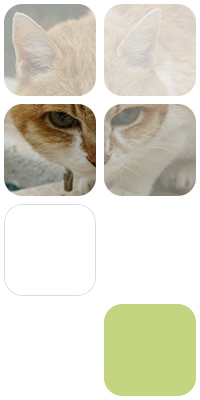 ECG Veterinaria fotomontaje