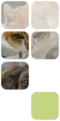 ECG Veterinaria fotomontaje