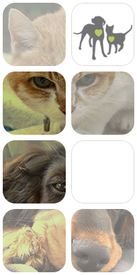 ECG Veterinaria fotomontaje