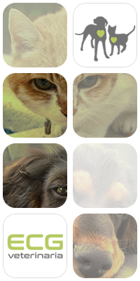ECG Veterinaria fotomontaje