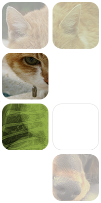 ECG Veterinaria fotomontaje