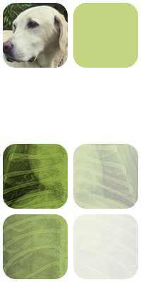 ECG Veterinaria fotomontaje