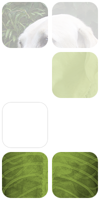 ECG Veterinaria fotomontaje