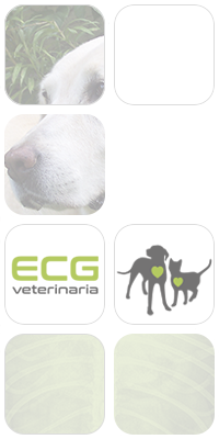 ECG Veterinaria fotomontaje