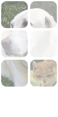 ECG Veterinaria fotomontaje