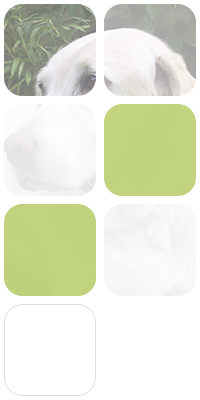 ECG Veterinaria fotomontaje