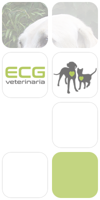 ECG Veterinaria fotomontaje