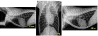 ECG Veterinaria radiografia
